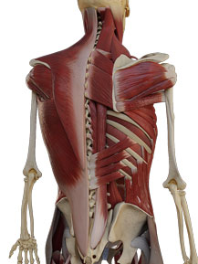 Back